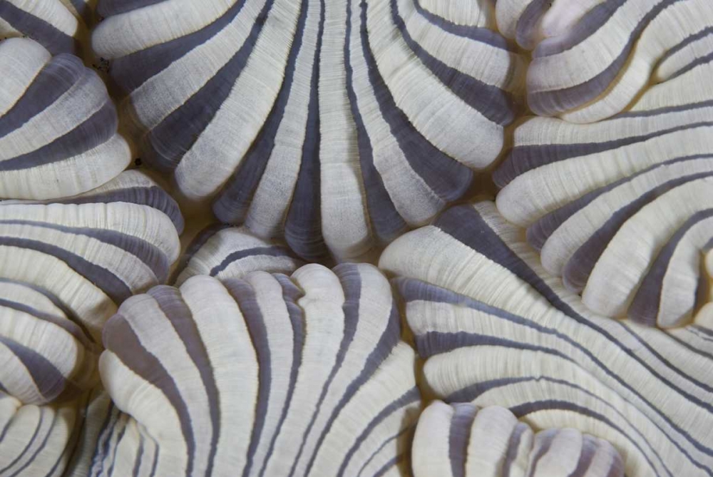 Indonesia, Lembeh Straits Sea anemone mouth